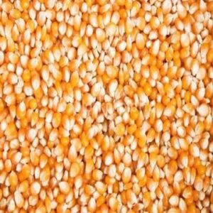 100% Dried Yellow Red Maize Corn For Sale Maize Yellow Corn High Nutrition Animal Feed Human Consumption Export Grade