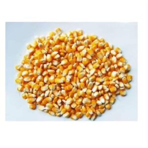 Wholesale Organic Dried Birds Eye Yellow Corn Popcorn White Corn Maize for Consumption and Animal Feed Bulk Pack