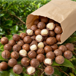 Wholesale Healthy Macadamia Nuts Delicious Macadamia Kernel Snacks