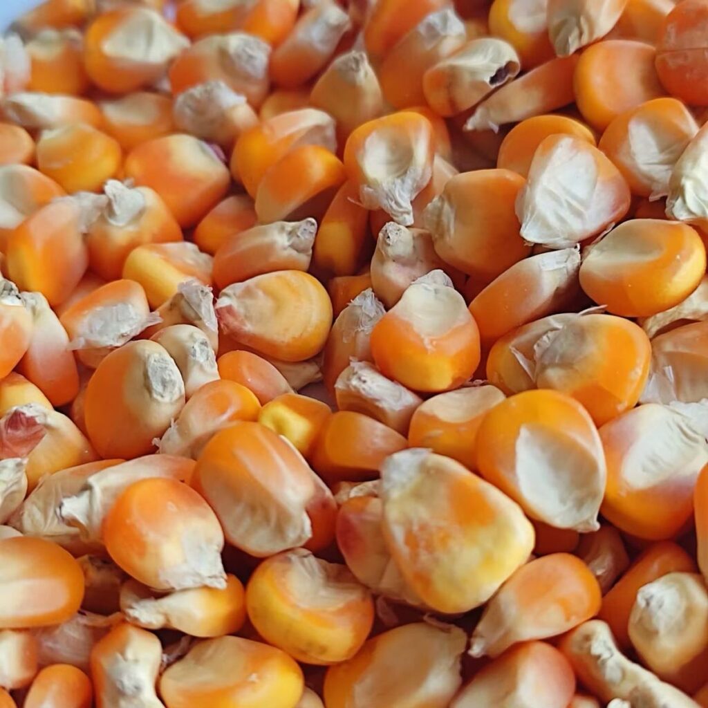 High Quality Yellow Sweet Corn for Human Consumption Animal Feed GMO-Cultivated Dry Maize Available for Worldwide Export Offers