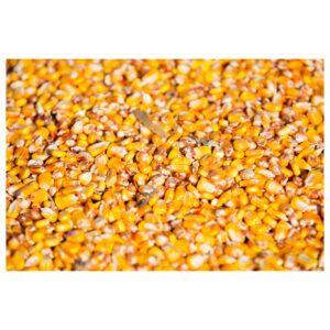Argentine Organic High Quality Yellow Corn Glutinous Dried Grade a Storage Place Maize