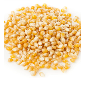 High Quality Organic Glutinous Dried Yellow Maize Corn for Animal Feed | Yellow White Corn 25/50 Kg PP Bags 24 Months Shelf Life