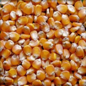 Best Quality Fresh Yellow Corn / Maize for Human and Animal Consumption in Bulk 50kg