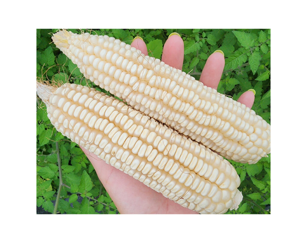 Yellow White Corn/Maize for Animal Feed/Bulk Yellow-White Corn Suppliers