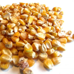 Premium Quality Maize Corn Mays Food Feed Grade Moisture (Max 13%) Admixture (Max 1%) Bulk Storage Bright Yellow 1 Year Shelf