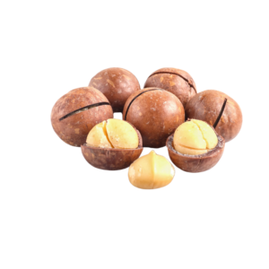 100% Natural Organic Raw Dried Shell Macadamia Nuts Premium Food Grade