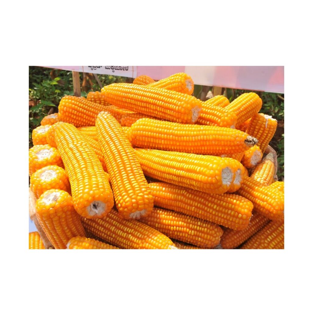 Organic Dried Yellow Non-Glutinous Corn Maize Grains 25kg Animal Feed