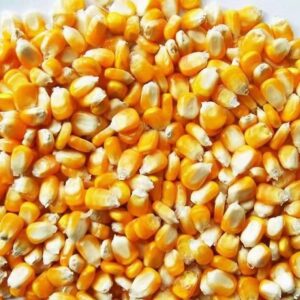Premium Quality Natural Yellow Corn | Dried Yellow Corn Grains for Sale