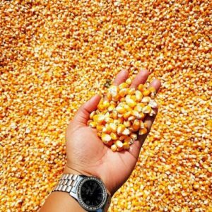 Thailand / Africa Yellow Corn Exporter Dried Maize Kernels GMO-Free