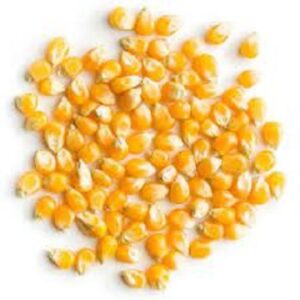 Ukraine Dry Maize/Dried Yellow Corn/Dried Sweet Corn Best Price