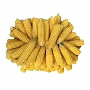 New Crop Dried Glutinous Yellow Corn Maize for Human and Animal Feed Including Poultry Feed