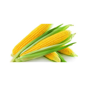 Yellow Glutinous Dried Corn Seeds 100% Natural Quality US Origin for Export