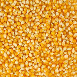 Premium Dried Yellow Red Maize Corn For Animal feed Quality Dried Yellow Maize Corn / Premium Quality Yellow Corn For Sale