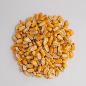 Natural Animal Feed Maize Corn Maize for Cattle and Poultry Feed Yellow Corn Price