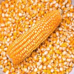 Non GMO Dried Yellow Red Maize Corn For Sale Bulk Yellow Corn Grains Gmo Corn Feed Grade