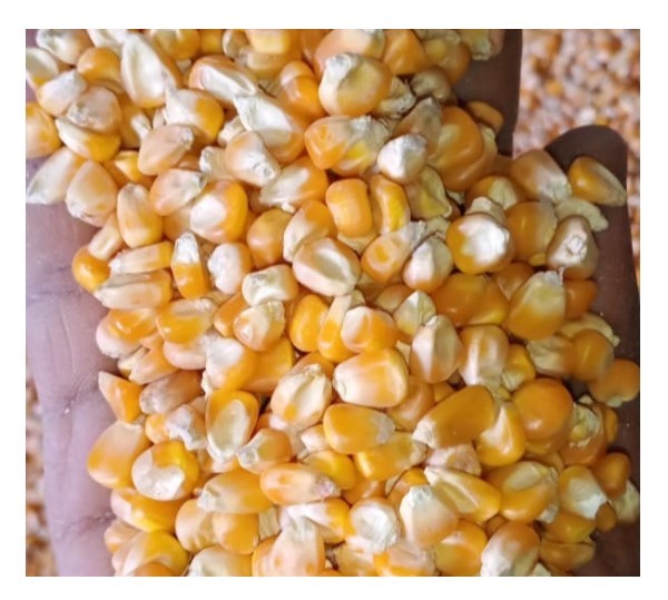 High Quality Clean Yellow Maize/Dried Yellow Corn at Best Wholesale Price