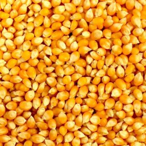 Yellow Non-Glutinous Corn Dried GMO High Premium Quality Fully Matured Balanced Fiber 24 Months Shelf Life Packed Bulk Food