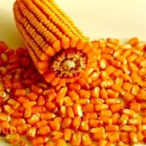 High Quality Yellow Maize Corn for Sale Yellow Corn Grade 1 & 2 Corn