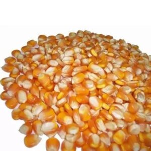Premium Dried Yellow Corn Popcorn Mushroom Popcorn Maize Grade 1 Non-Glutinous ISO Certified Germany