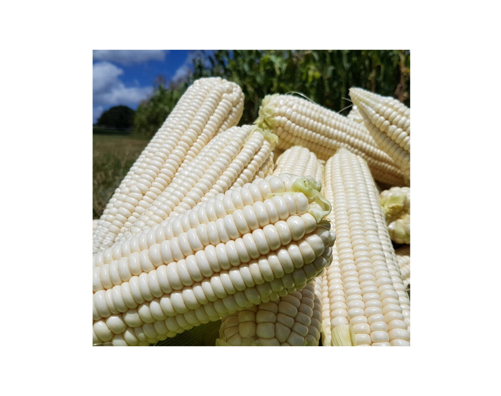 Wholesale Price Dry White Corn High Quality Yellow Maize Corn for Animal Feed Supplier