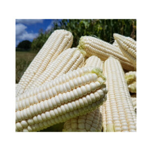 Wholesale Price Dry White Corn High Quality Yellow Maize Corn for Animal Feed Supplier