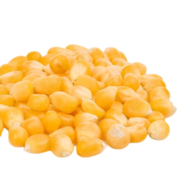 Cattle Feed Yellow Maize / Corn Animal Feed