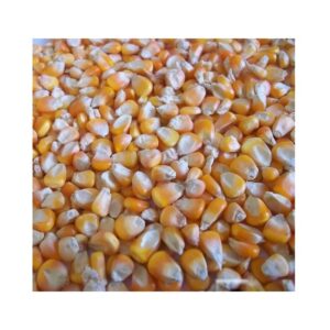 Yellow Corn For Animal Feed / Yellow Maize For Popcorn