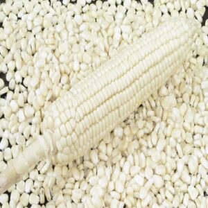 White Corn Non-Gmo (White Maize) White Corn Maize Suppliers Exporters on Global Sources