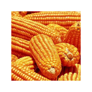 White Non-Glutinous Corn Seed Quality Grade Yellow Maize for Human and Animal Feed GMO-Free Sweet Dried Corn
