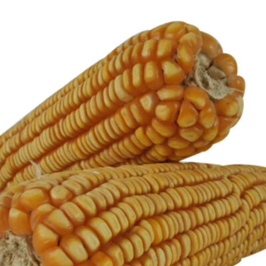 GRADE New Yellow Corn/Maize for Animal Feed & Human Premium Quality Dried Yellow Corn From Pakistan - Image 2