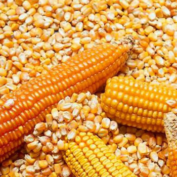 Organic Sweet Yellow Corn Maize Canadian Wholesale Dried Corn for Animal Feed Yellow Corn - Image 2