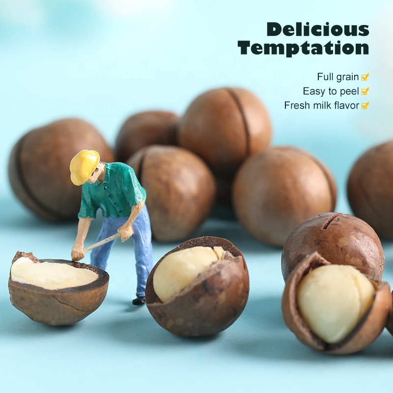 Wholesale Healthy Macadamia Nuts Delicious Macadamia Kernel Snacks - Image 5