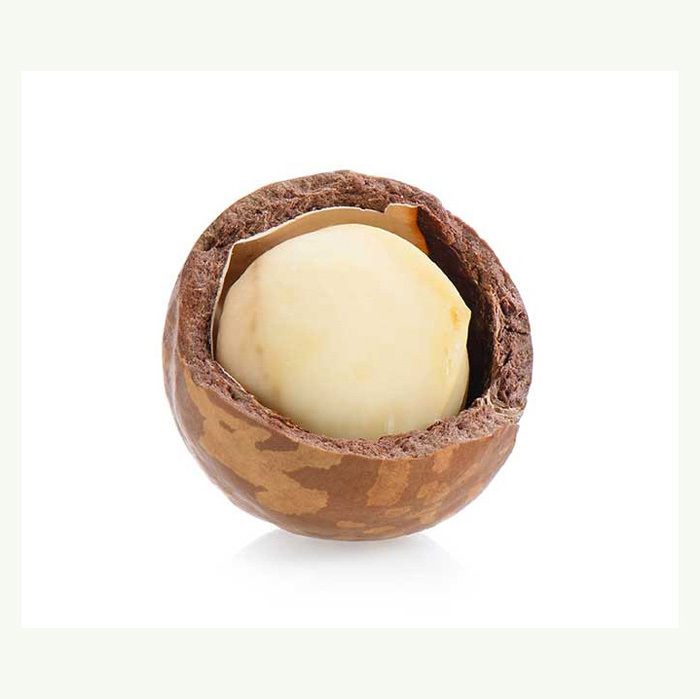 Organic Macadamia Nuts in Shell Healthy Food Macadamia Powder-Raw Salted Roasted Dried Macadamia Nuts - Image 2