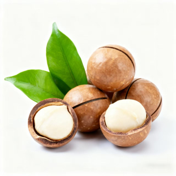 100% Natural Organic Raw Dried Shell Macadamia Nuts Premium Food Grade ...