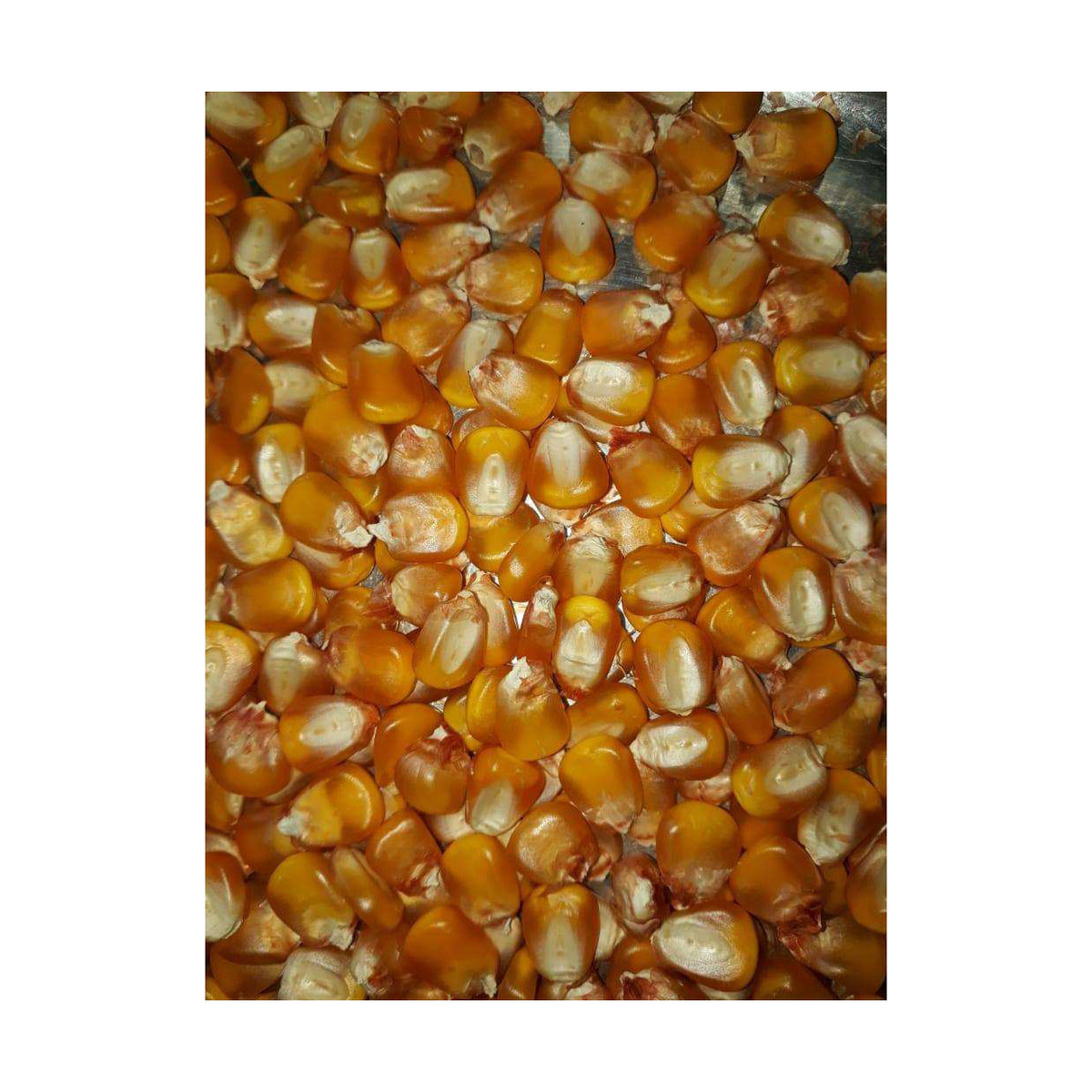 FOR POULTRY FEED Yellow Maize, Dried Yellow Corn, Popcorn, White Corn Maize for Consumption and Animal Feed Best Quality Dried - Image 2