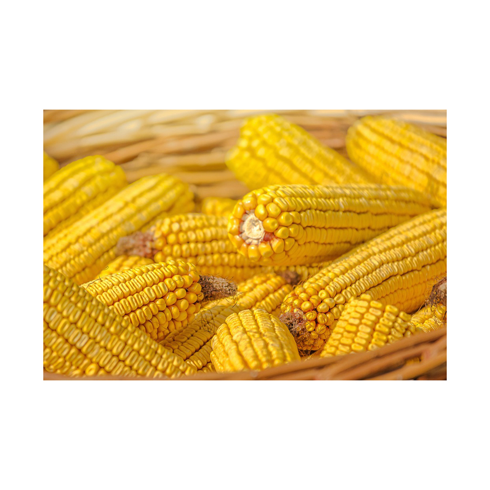 wholesale Yellow Corn/ yellow corn for human consumption non gmo yellow corn/ yellow corn Wholesale Sale buyer Import - Image 2
