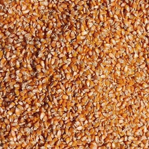 High Quality Clean Yellow Maize/Dried Yellow Corn at Best Wholesale Price - Image 2