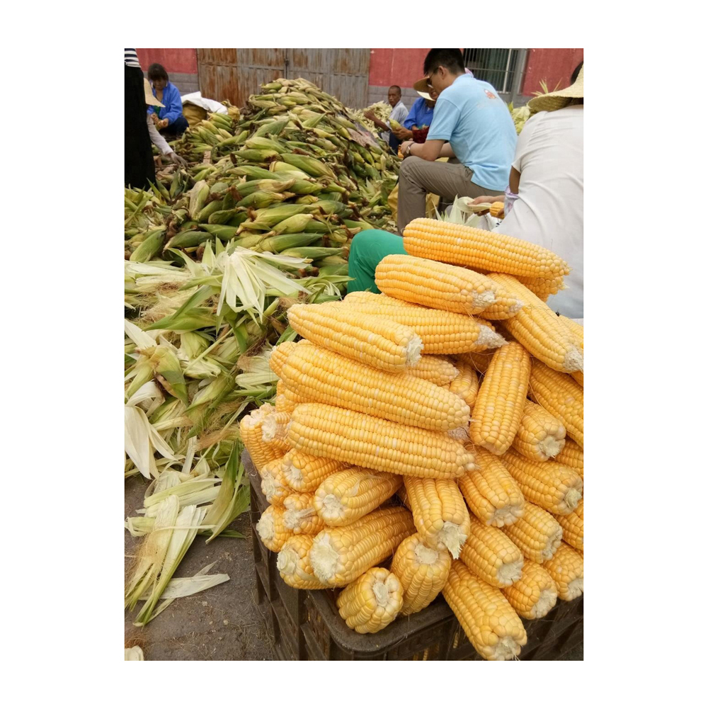 Organic Premium Grade Dried Yellow Corn Granules/Corn Maize From Canada in Bulk Packaging - Image 2