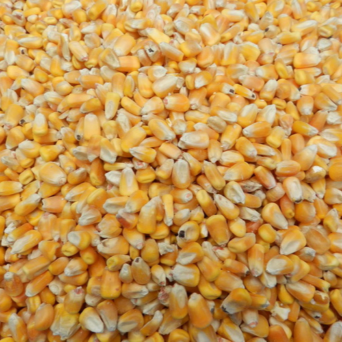 Cattle Feed Yellow Maize / Corn Animal Feed - Image 2