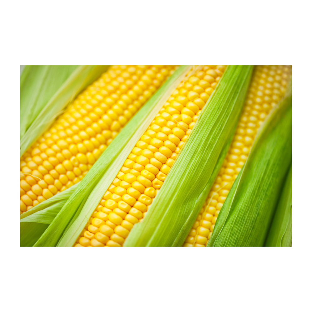 New Crop Brazilian Bulk Yellow Corn Maize Dried Yellow Corn for Human Animal Poultry Feed Grade a for Consumption - Image 2