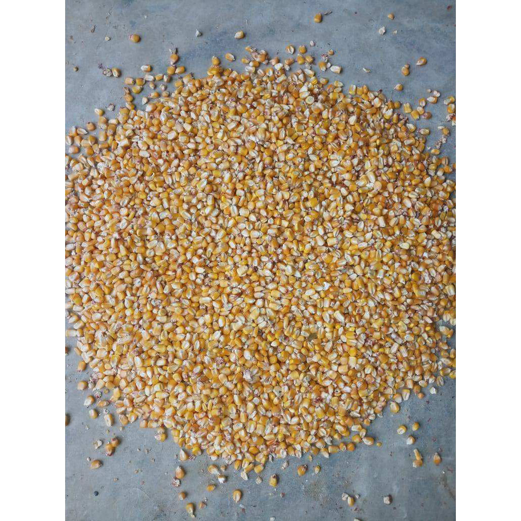 FOR POULTRY FEED Yellow Maize, Dried Yellow Corn, Popcorn, White Corn Maize for Consumption and Animal Feed Best Quality Dried - Image 3