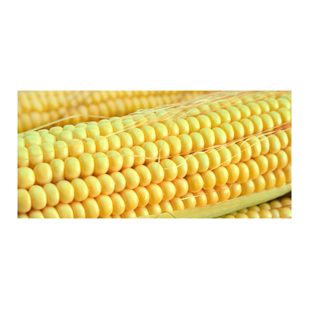 wholesale Yellow Corn/ yellow corn for human consumption non gmo yellow corn/ yellow corn Wholesale Sale buyer Import - Image 3