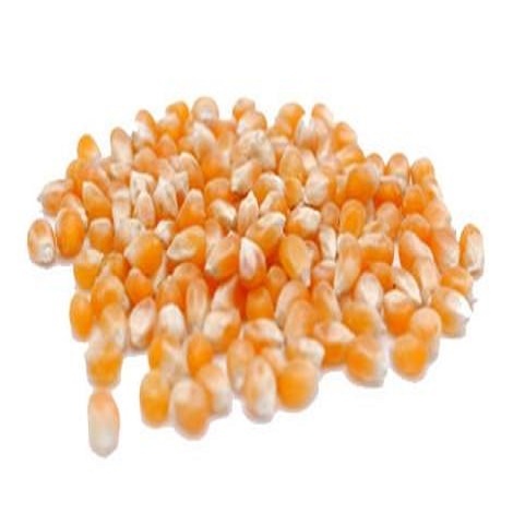 Cattle Feed Yellow Maize / Corn Animal Feed - Image 6