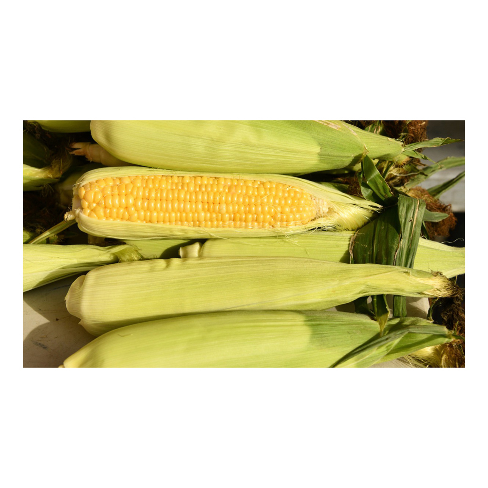 New Crop Brazilian Bulk Yellow Corn Maize Dried Yellow Corn for Human Animal Poultry Feed Grade a for Consumption - Image 3