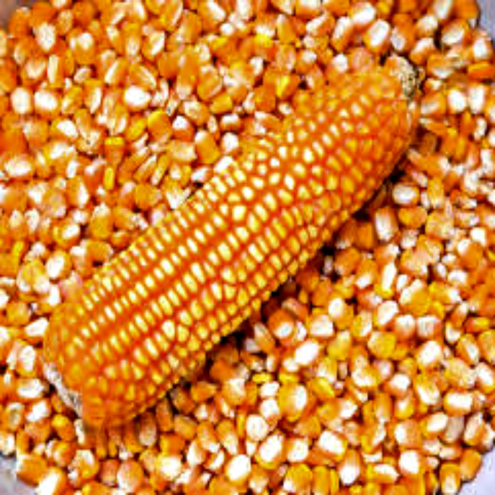 Organic Sweet Yellow Corn Maize Canadian Wholesale Dried Corn for Animal Feed Yellow Corn - Image 4
