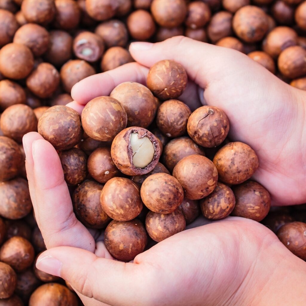 Natural Macadamia Nut in Bulk Packaging Dried Macadamia Nut Top Quality for Healthy Snack Wholesale Supply - Image 4