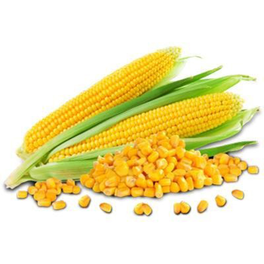wholesale Yellow Corn/ yellow corn for human consumption non gmo yellow corn/ yellow corn Wholesale Sale buyer Import - Image 4