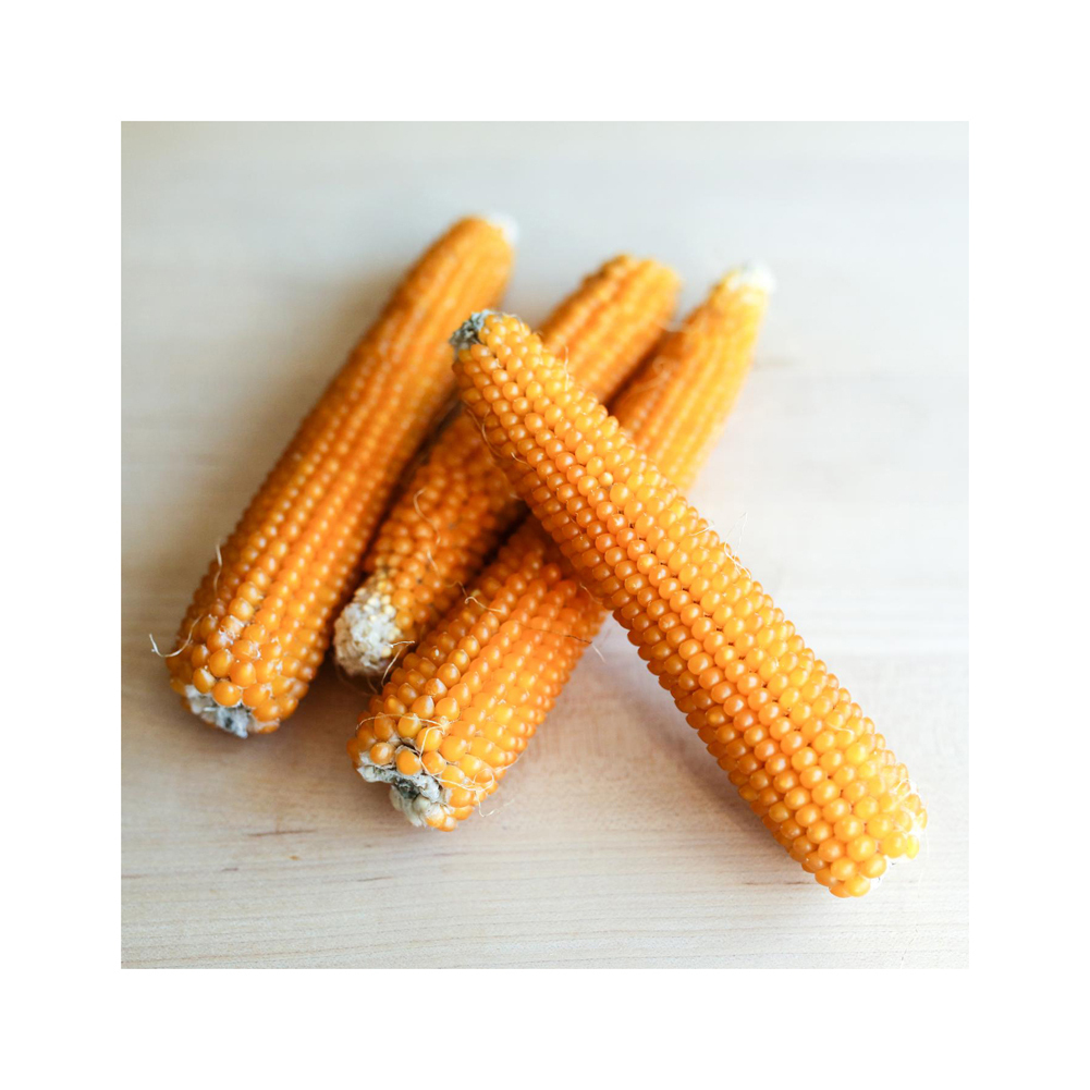 Organic Premium Grade Dried Yellow Corn Granules/Corn Maize From Canada in Bulk Packaging - Image 5
