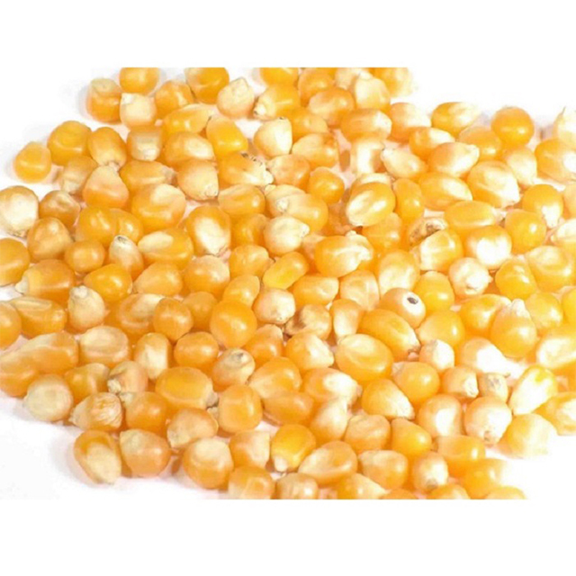 Cattle Feed Yellow Maize / Corn Animal Feed - Image 3