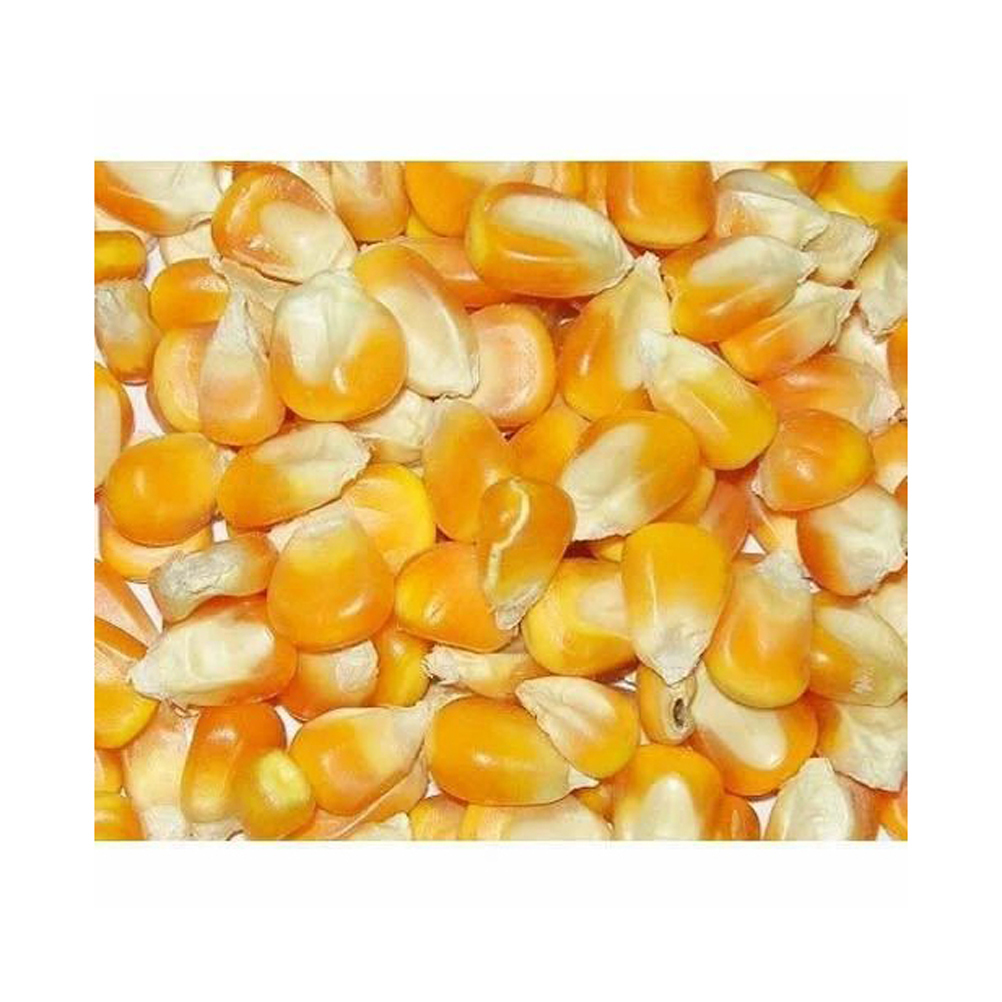 New Crop Brazilian Bulk Yellow Corn Maize Dried Yellow Corn for Human Animal Poultry Feed Grade a for Consumption - Image 4